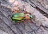 střevlík zlatolesklý (Brouci), Carabus auronitens, Carabidae, Carabinae (Coleoptera)